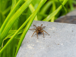 A Small Wolf Spider on Slate Stone, Pardose sp