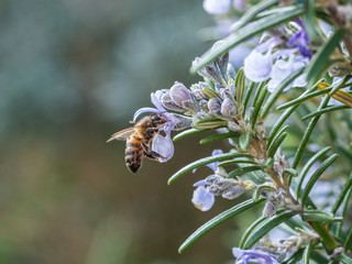 Honey Bee ( Hymenopterans ] on Lavender ( Lavandula angustifolia )