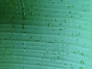 Obraz premium Fresh green banana leaf background with water droplets on the leaves