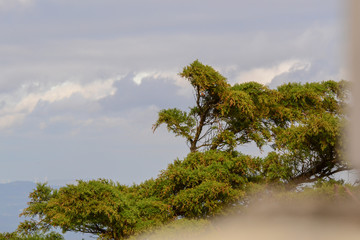tree and sky