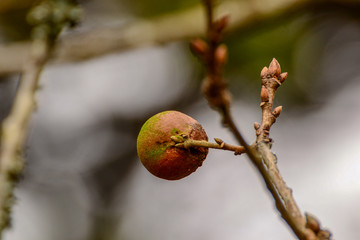 fruit on a branch