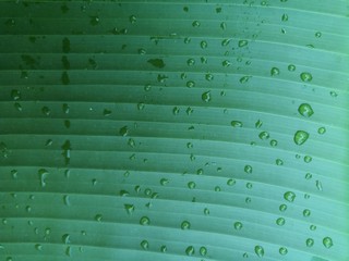 Obraz premium Fresh green banana leaf background with water droplets on the leaves