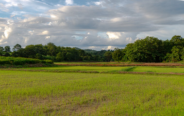 Fototapeta na wymiar Landscape of rice field at sunset Sukhothai, Thailand. 