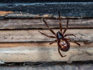 Noble false widow spider on a web. Taken at Night.