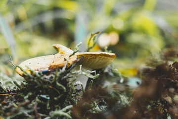 Mushrooms in the autumn forest. Close up, selective focus