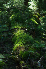 Macro nature - moss, grass and leaves. Close up, selective focus