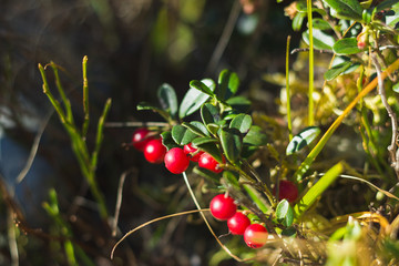 Bushes of ripe red lingonberries and blueberries in wild fall Carpathian forest, close-up, selective focus