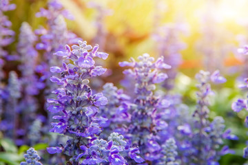 Obraz premium Beautiful Purple flower with glass flower and yellow blooming in garden when morning sun