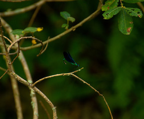 damselfly on a branch