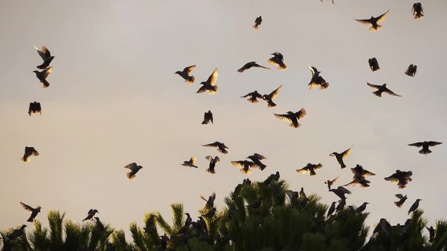 Flock of birds, Starlings (Sturnus vulgaris) surrounding their sleeping tree.