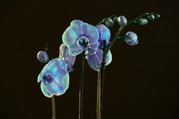 Colorful Orchid On a Black Backgound