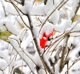 Winter snow in nature outdoors.