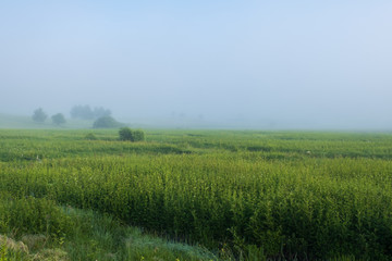 Fototapeta na wymiar Green field with tall grass in the early morning with drops of dew and fog.