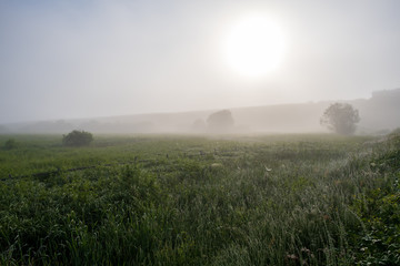 Green field with tall grass in the early morning with drops of dew and fog.