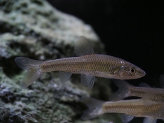 Naklejka premium モツゴ