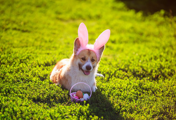 cute contented ginger Corgi dog puppy lies on a green meadow in pink Bunny ears with Easter egg basket in Sunny garden