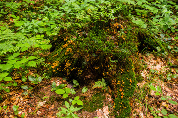 Fototapeta premium stump in the forest