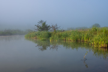 A mountain lake surrounded by sedge and other lake plants