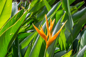Beautiful orange flower Heliconia psittacorum and big green leaves in a park in summer