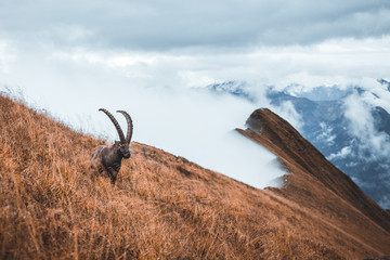 Wild isolated ibex grazing on meadow, foggy autumn weather, majestic ibex above the clouds,...