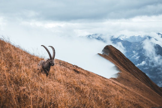 Wild isolated ibex grazing on meadow, foggy autumn weather, majestic ibex above the clouds, Augstmatthorn, Switzerland