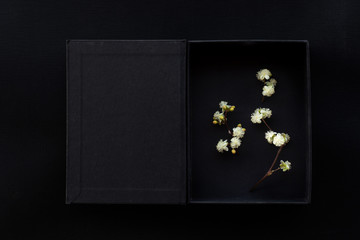 Fototapeta na wymiar nature white wild flower in luxury gift box on black background
