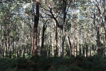 Australian forest