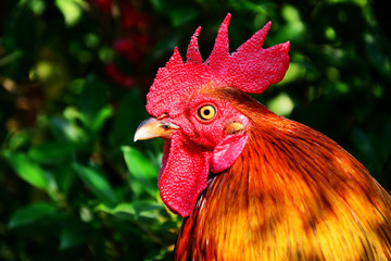 Close up of bantam Head with group leaves background