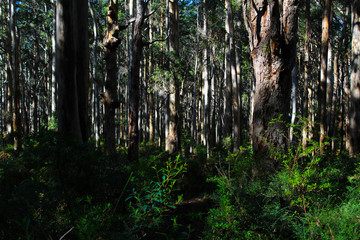 dense forest