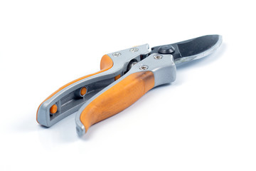 Obraz premium Orange branch scissor