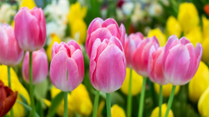 fresh natural tulips flower , tulips blooming in morning pink tulip in garden