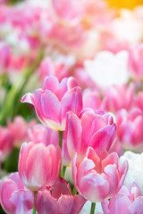 Fototapeta na wymiar fresh natural tulips flower , tulips blooming in morning pink tulip in garden