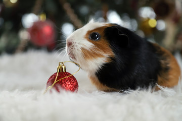 Christmas guinea pig