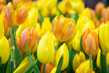 Obraz premium fresh natural tulips flower , tulips blooming in morning