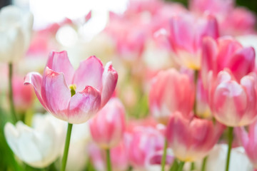 fresh natural tulips flower , tulips blooming in morning pink tulip in garden