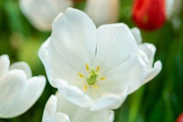 fresh natural tulips flower , tulips blooming in morning ,white tulip in garden