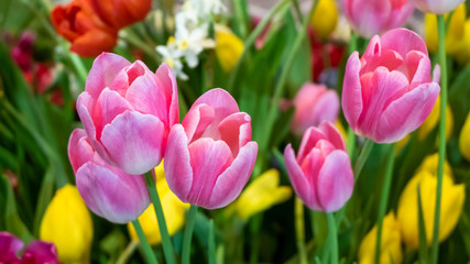 fresh natural tulips flower , tulips blooming in morning
