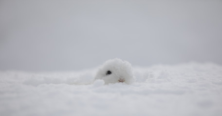 Fototapeta na wymiar little white bunny in the snow