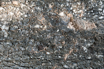 Texture of old tree bark closeup. Harvesting texture for design. Background of textured gray and black bark.