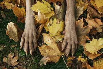 dogs paws in leaves autumn weimaraner