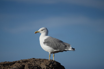 Portrait of the seagull (family Laridae) on the top of the rock with blue sea background on Portuguese island Madeira, Europe.