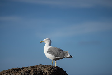 Portrait of the seagull (family Laridae) on the top of the rock with blue sea background on Portuguese island Madeira, Europe.