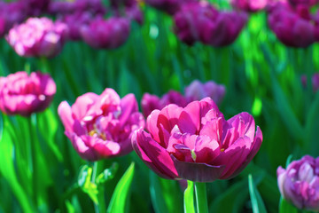 Magenta double tulips lit by the light of the sun. Selective focus