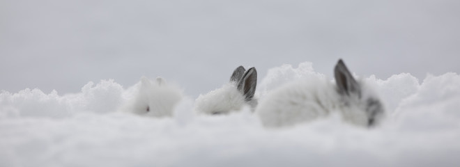 white rabbit ears in the snow