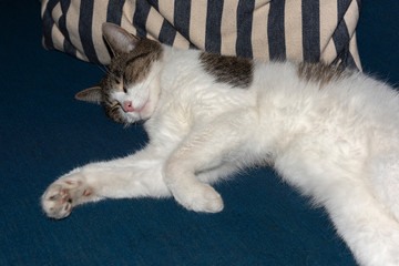 Sleeping young kitty on the sofa