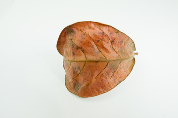 single dry leave isolate on white background