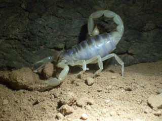 hadrurus arizonensis