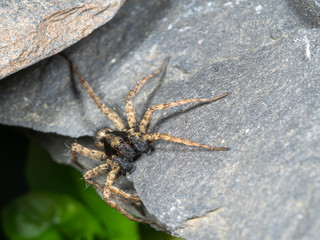 A Small Wolf Spider on Slate Stone, Pardose sp