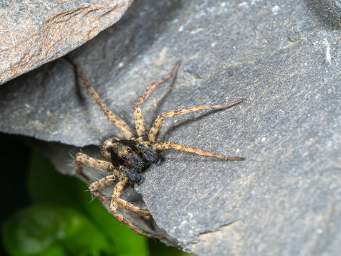 A Small Wolf Spider on Slate Stone, Pardose sp