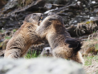 k&auml;mpfende Murmeltiere 